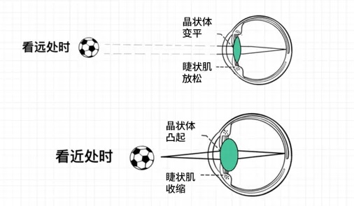 近视早知道 | 为什么说户外运动对预防近视有益